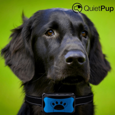 Quietpup™ Smart Collar – Official Retailer
